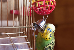 Игрушки и декор для птиц